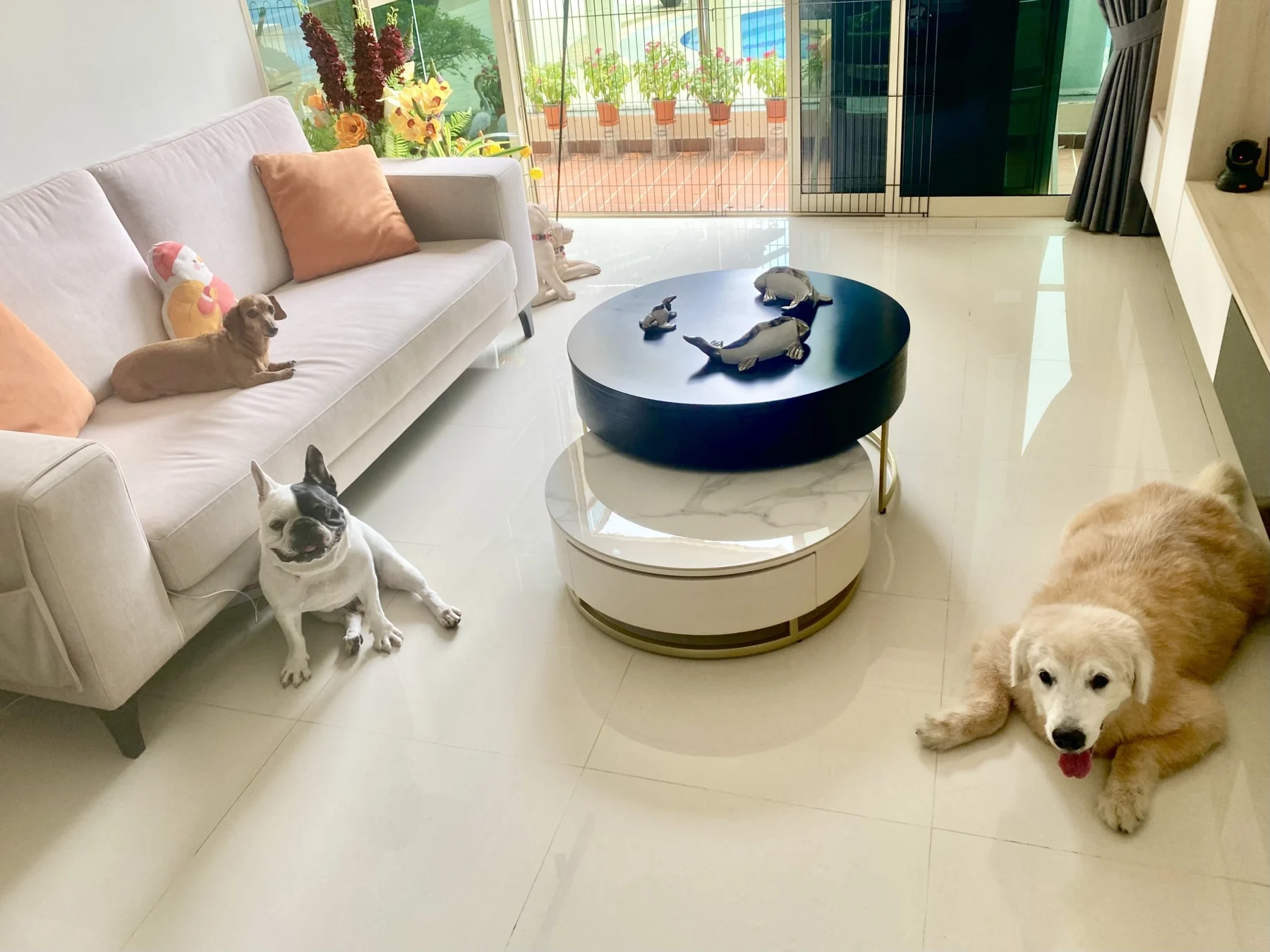 Three dogs relaxing in Ivy’s living room in Tiong Bahru