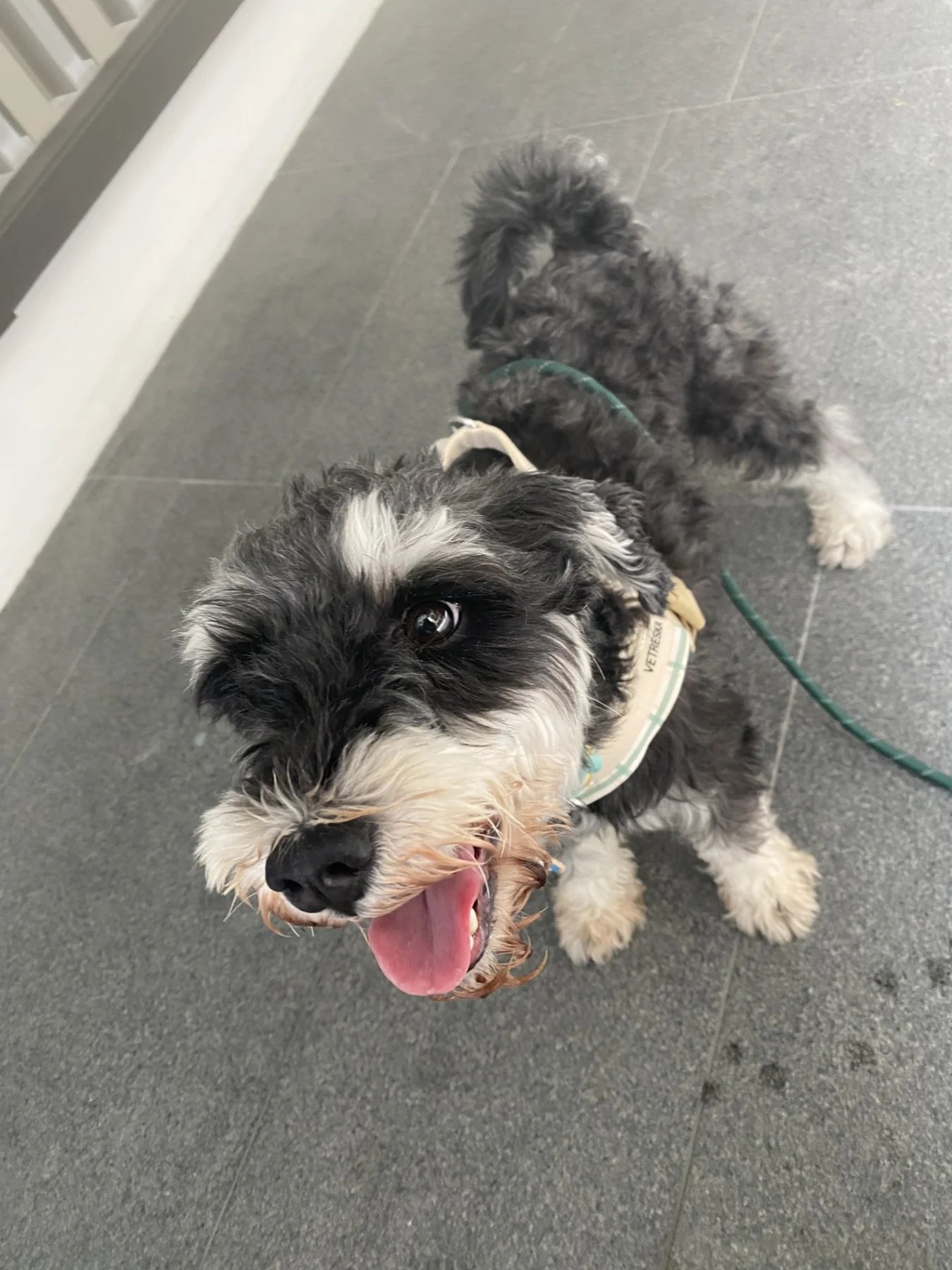 A dog on a neighbourhood walk